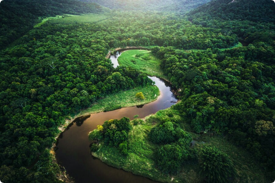 Dans la nature : explorer la forêt amazonienne au Brésil