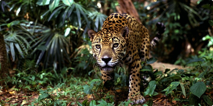 Top 5 Wildlife Encounters in Belize