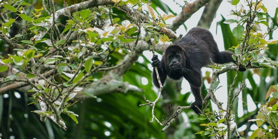 Top 5 Wildlife Encounters in Belize