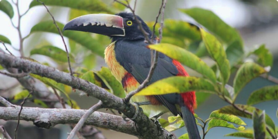 Top 5 Wildlife Encounters in Belize