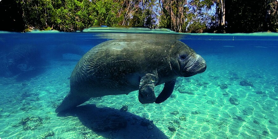 Top 5 Wildlife Encounters in Belize