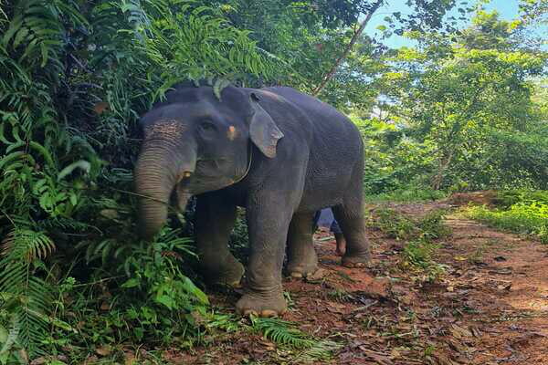 Khao Lak Elephant Park