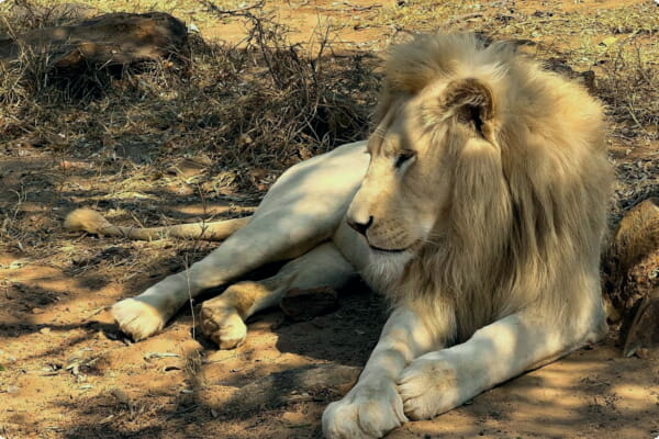 Kruger nasjonalpark
