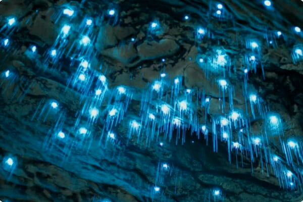 Les grottes de Waitomo Glowworm